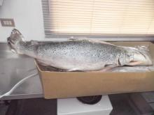 ATLANTIC SALMON HEAD ON