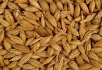 feed barley