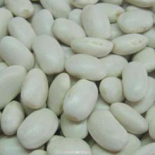 medium white kidney bean (square shape )