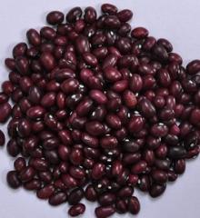  Purple   Kidney   Beans  (round shape)