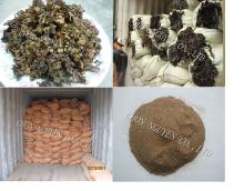 Sargassum