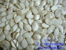 pumpkin seeds 13cm