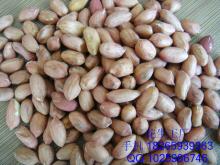 peanut kernels 24/28