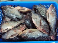 FROZEN TILAPIA WGS