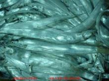 FROZEN RIBBON FISH (WHOLE ROUND)