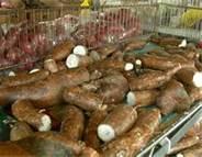 fresh Cassava and parafin
