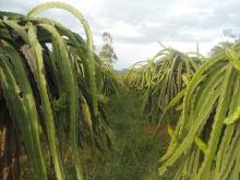Hylocereus undatus (Dragon fruit) seeds
