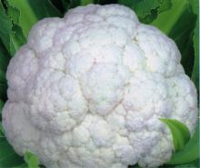 2012 fresh cauliflower