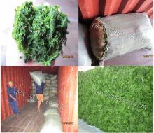 Ulva seaweed - feed