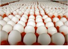 eggs