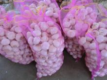 pure white garlic in mesh bag
