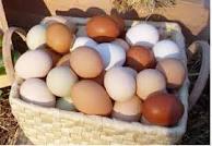 Fresh Chicken Eggs