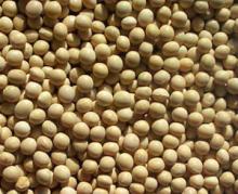 Bulk Organic Soybeans products,South Africa Bulk Organic Soybeans supplier