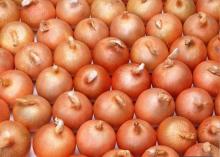 Fresh Onion, Spices