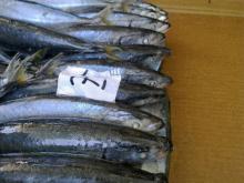 frozen round scad layang scad muroaji Decapterus - Macrosoma for tuna bait