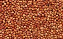 Red Sorghum