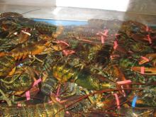 live lobster