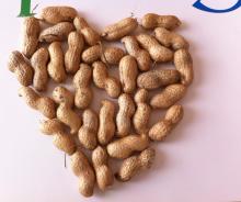 Peanut in shell