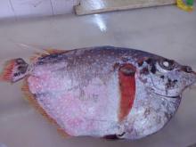 FROZEN MOONFISH