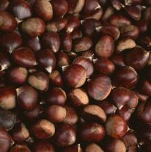 Fresh chestnut