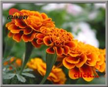 Lutein cholesterol 10%-70%