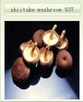 shiitake mushroom 937