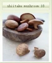 shiitake mushroom 18