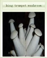 king trumpet mushroom