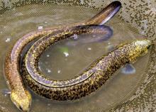 Baby Marbled Eel Anguilla Marmorata Vietnam Marbled Eel Anguilla Marmorata Pt Price Supplier 21food