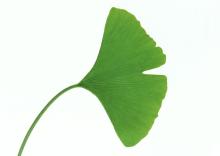 Ginkgo Biloba Extract