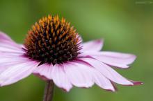 Echinacea Angustifolia Extract