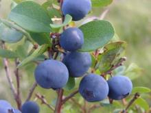 Euro-Bilberry Extract