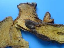 Giant Knotweed Extract
