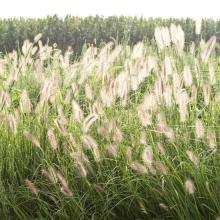 Horsetail   Extract 