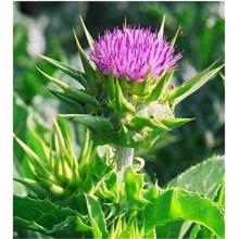 Milk Thistle Extract