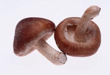 Mushroom Extract