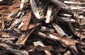  Pine   Bark  Extract