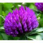 Red Clover Extract