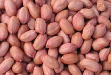 peanut kernel