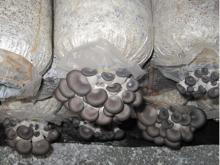 black oyster logs
