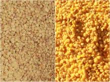 Multi-functional 6FW-B6 lentil peeling machine