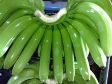 Fresh Cavendish Banana The same quality like;  DEL   MONTE  from Philippines
