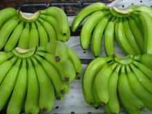 Fresh Cavendish Banana The same quality like; CHIQUITA, from Philippines