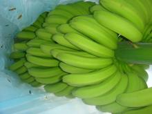 Fresh Cavendish Banana CHIQUITA QUALITY