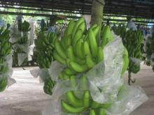 Dole Cavendish Banana
