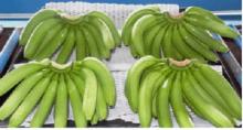 DEL MONTE Cavendish Banana