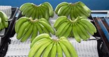 CHIQUITA Cavendish Banana