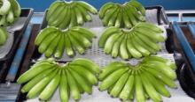 DOLE Fresh Cavendish Banana