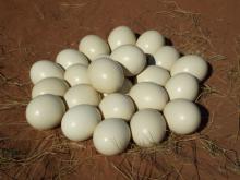 Ostrich chicks and Ostrich eggs