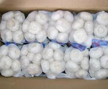 Supply Chinese exports pure white fresh garlic